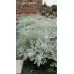 Сребриста Цинерария (Сенецио) Jacobaea maritima (Senecio cineraria) – Разсад