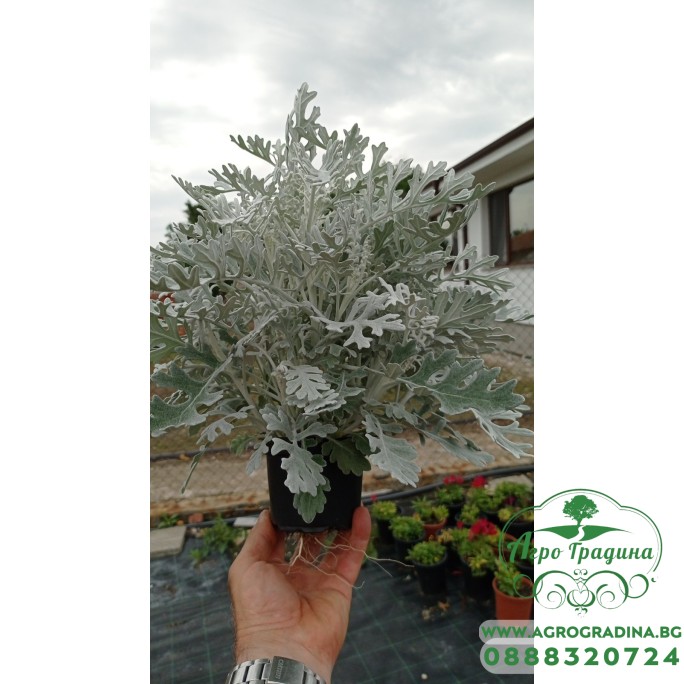 Сребриста Цинерария (Сенецио) / Jacobaea maritima (Senecio cineraria)