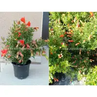 Декоративен (НЕ ядлив) нар С ЦВЯТ И ПЛОД (РЕАЛНИ СНИМКИ)