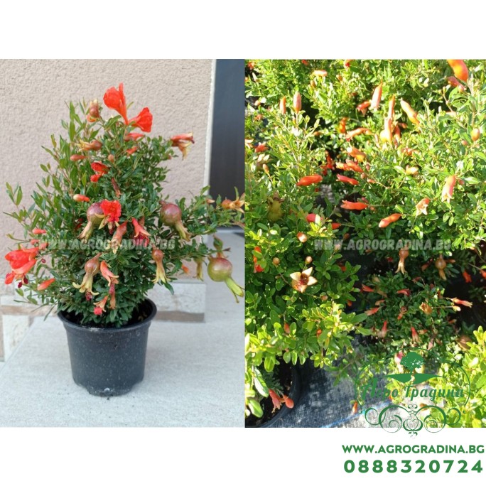 Декоративен (НЕ ядлив) нар С ЦВЯТ И ПЛОД (РЕАЛНИ СНИМКИ)