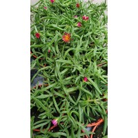 Разсад Делосперма