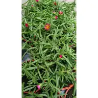 Разсад Делосперма