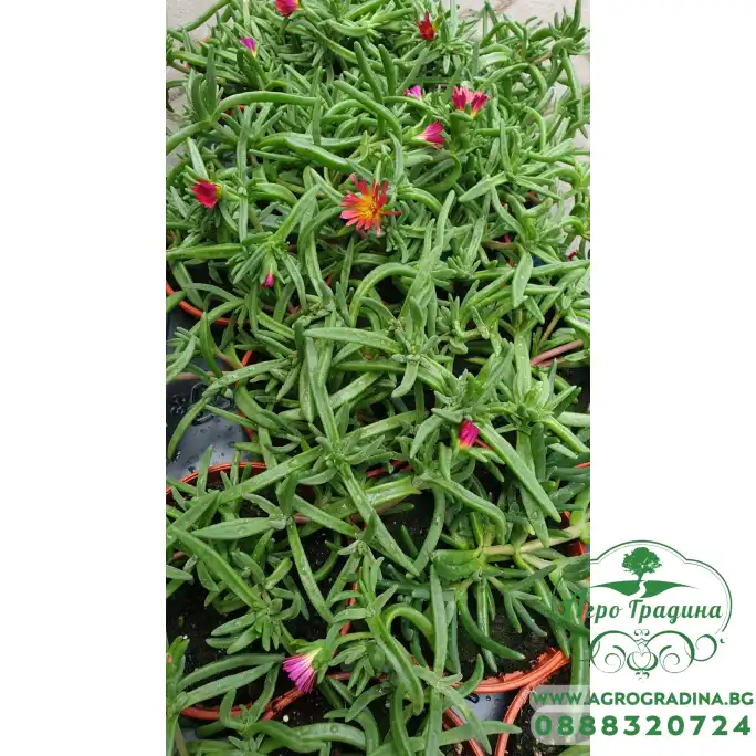 Разсад Делосперма