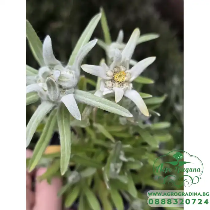 Разсад на Еделвайс многогодишен в саксия - С ЦВЕТОВЕ Разсад на Еделвайс многогодишен в саксия - С ЦВЕТОВЕ