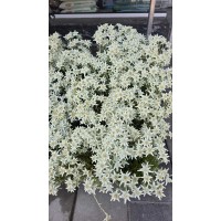 Еделвайс в саксия с ЦЪФТЕЖ / Edelweiss Stella Alpina white