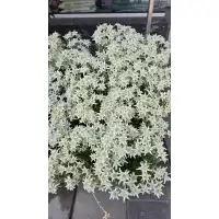 Еделвайс в саксия с ЦЪФТЕЖ Edelweiss Stella Alpina white