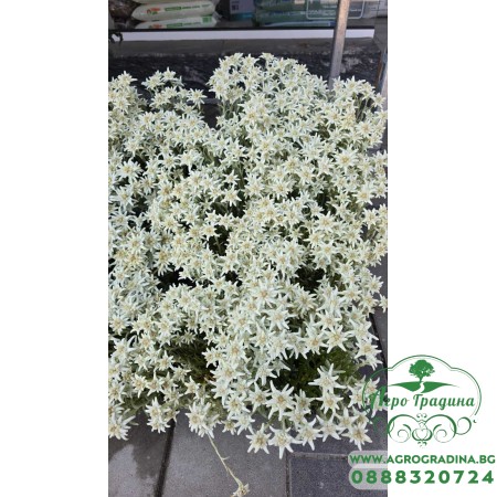Еделвайс в саксия с ЦЪФТЕЖ / Edelweiss Stella Alpina white