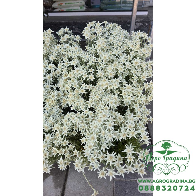 Еделвайс в саксия с ЦЪФТЕЖ / Edelweiss Stella Alpina white