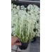 Еделвайс в саксия стартиращ ЦЪФТЕЖ Edelweiss Stella Alpina white – Разсад