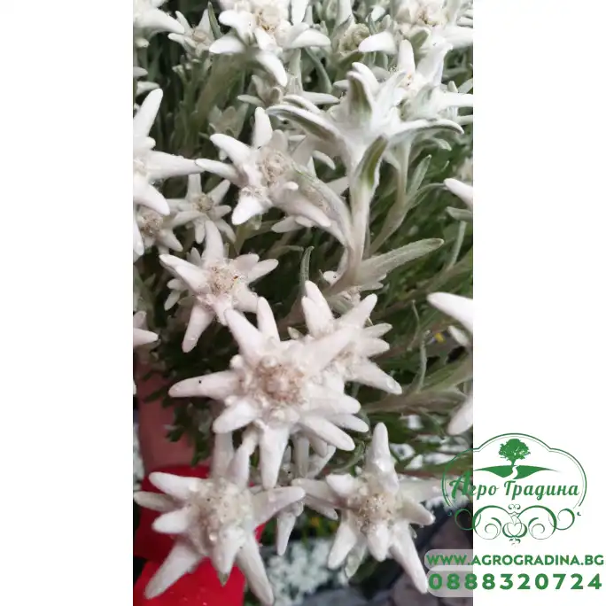 Еделвайс в саксия стартиращ ЦЪФТЕЖ Edelweiss Stella Alpina white Еделвайс в саксия стартиращ ЦЪФТЕЖ Edelweiss Stella Alpina white
