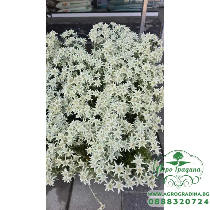 Еделвайс в саксия стартиращ ЦЪФТЕЖ Edelweiss Stella Alpina white Еделвайс в саксия стартиращ ЦЪФТЕЖ Edelweiss Stella Alpina white