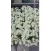 Еделвайс в саксия стартиращ ЦЪФТЕЖ Edelweiss Stella Alpina white – Разсад