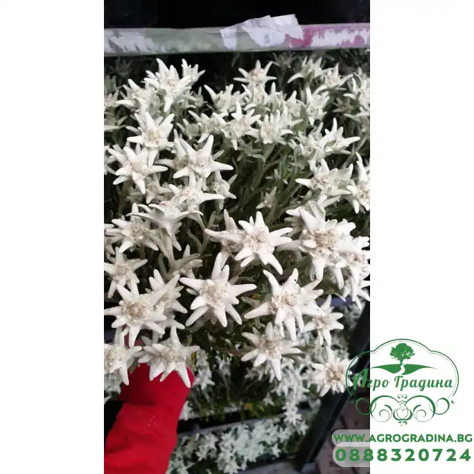 Еделвайс в саксия стартиращ ЦЪФТЕЖ Edelweiss Stella Alpina white Еделвайс в саксия стартиращ ЦЪФТЕЖ Edelweiss Stella Alpina white
