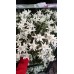 Еделвайс в саксия стартиращ ЦЪФТЕЖ Edelweiss Stella Alpina white – Разсад