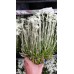 Еделвайс в саксия стартиращ ЦЪФТЕЖ Edelweiss Stella Alpina white – Разсад