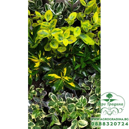 Евонимус микс