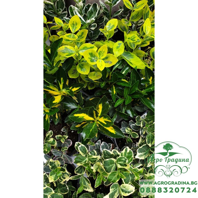 Евонимус микс