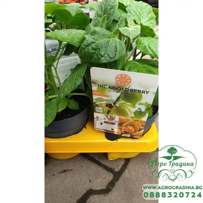 Физалис Physalis peruviana (ядлив) в саксия Физалис Physalis peruviana (ядлив) в саксия