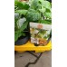 Физалис Physalis peruviana (ядлив) в саксия – Разсад
