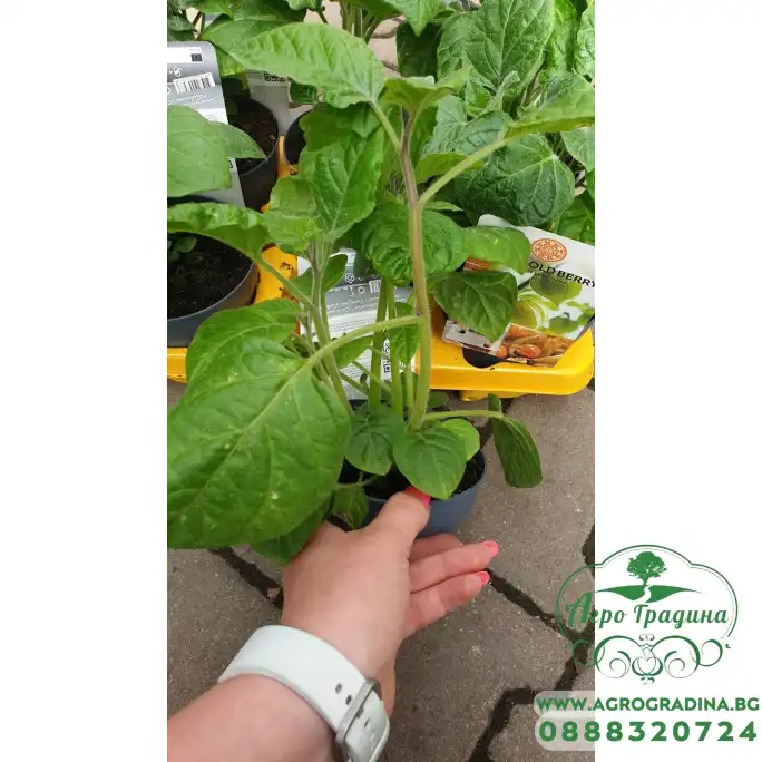 Физалис Physalis peruviana (ядлив) в саксия Физалис Physalis peruviana (ядлив) в саксия