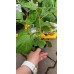 Физалис Physalis peruviana (ядлив) в саксия – Разсад