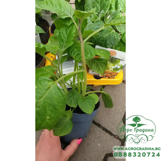 Физалис Physalis peruviana (ядлив) в саксия Физалис Physalis peruviana (ядлив) в саксия