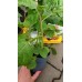 Физалис Physalis peruviana (ядлив) в саксия – Разсад