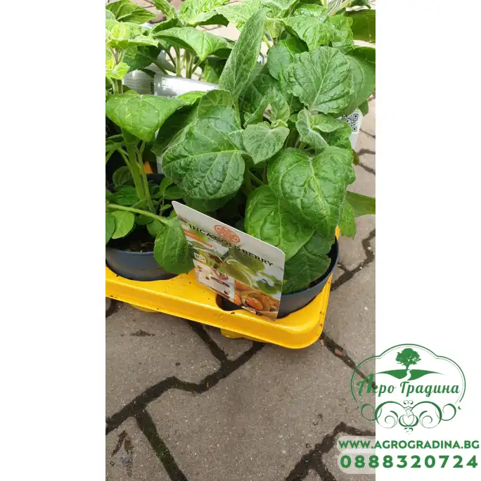 Физалис Physalis peruviana (ядлив) в саксия Физалис Physalis peruviana (ядлив) в саксия