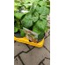 Физалис Physalis peruviana (ядлив) в саксия – Разсад