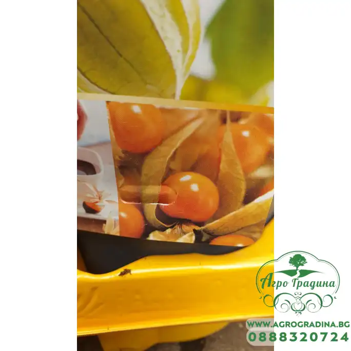 Физалис Physalis peruviana (ядлив) в саксия Физалис Physalis peruviana (ядлив) в саксия