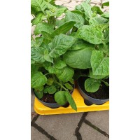 Физалис Physalis peruviana (ядлив) в саксия