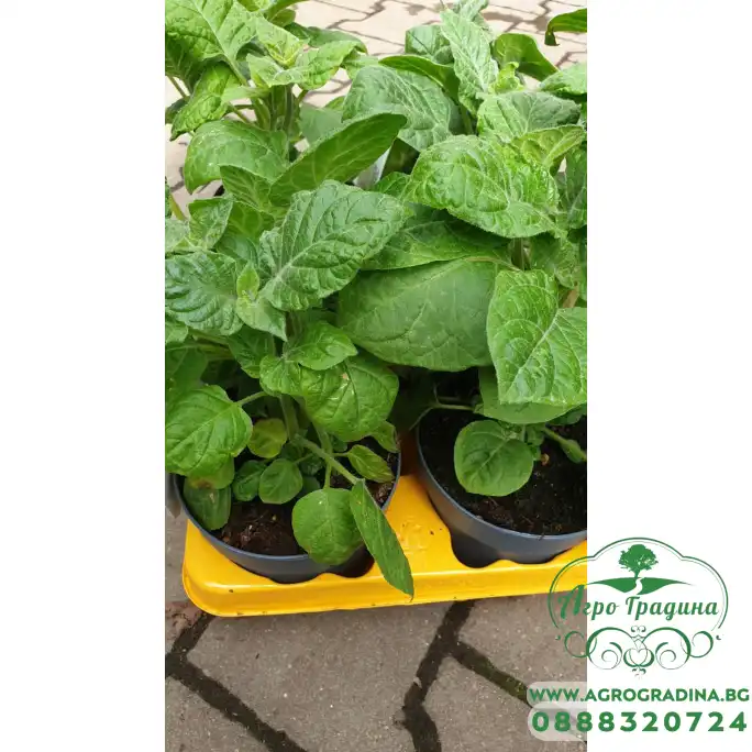 Физалис Physalis peruviana (ядлив) в саксия Физалис Physalis peruviana (ядлив) в саксия