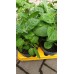 Физалис Physalis peruviana (ядлив) в саксия – Разсад