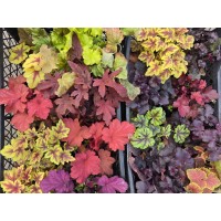 Хойхера в саксия - НОВО зареждане - различни цветове