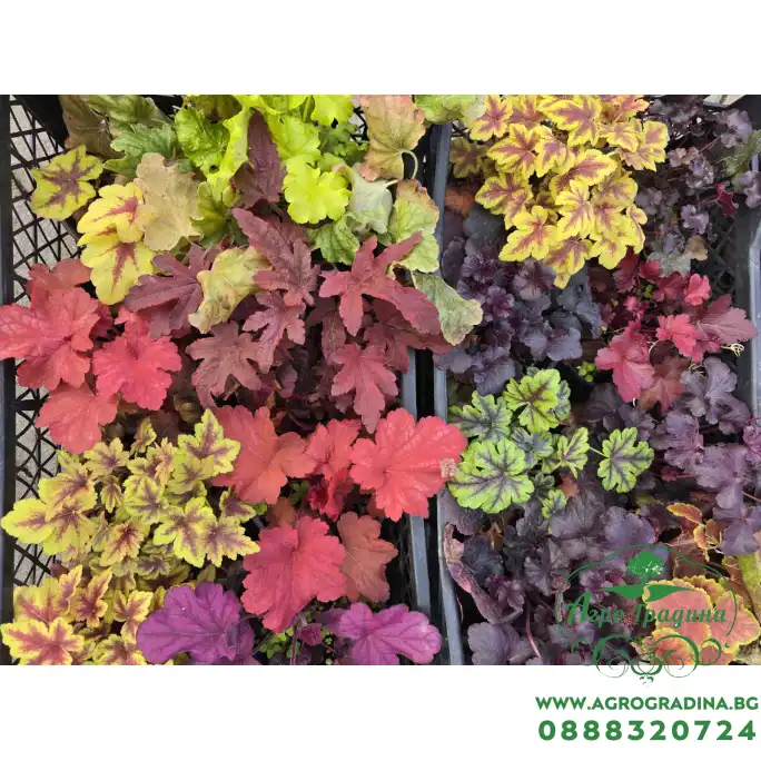 Хойхера в саксия - НОВО зареждане - различни цветове