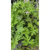 Индрише в саксия