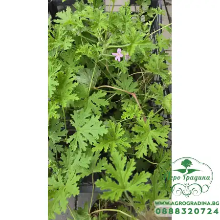 Индрише в саксия