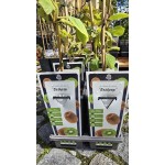 Разсад Киви Boskoop