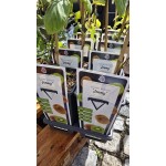 Разсад Киви Jenny