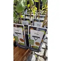 Разсад Киви Jenny