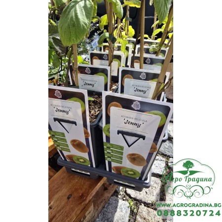 Разсад Киви Jenny