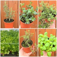 Комплект от шестте любими билки във всеки дом – разсад в саксия