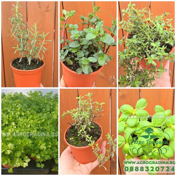 Комплект от шестте любими билки във всеки дом – разсад в саксия