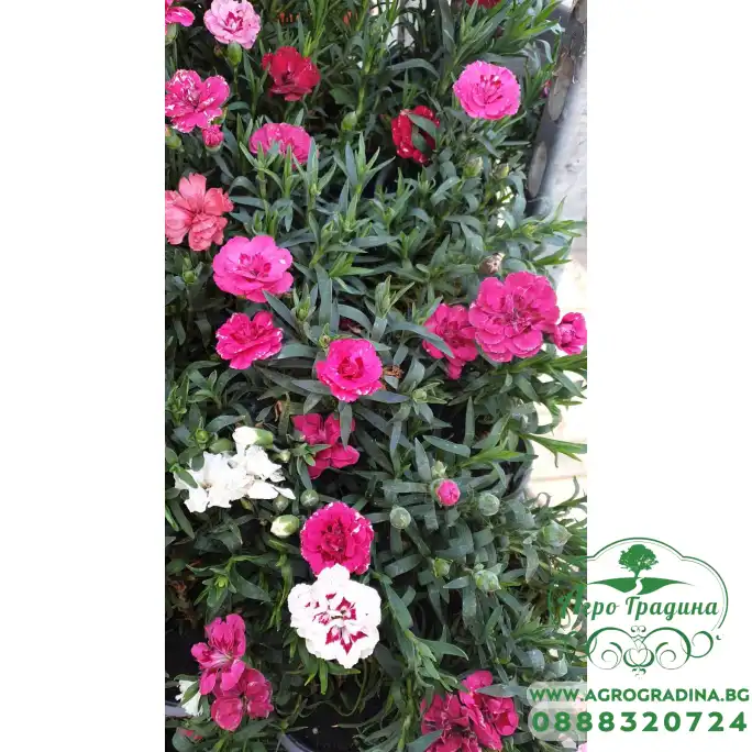 Разсад от Kapaмфил мини - различни цветове Разсад от Kapaмфил мини - различни цветове