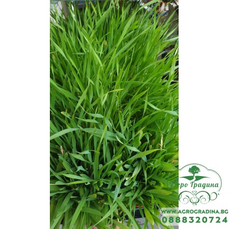 Котешка трева - разсад