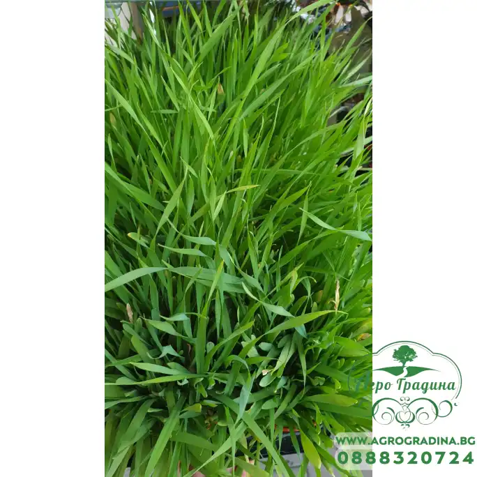 Котешка трева - разсад
