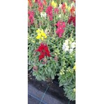 Кученце (Antirrhinum majus) в саксия - различни цветове