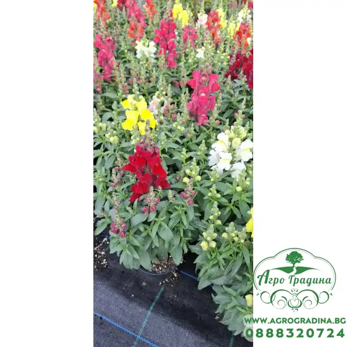 Кученце (Antirrhinum majus) в саксия - различни цветове Кученце (Antirrhinum majus) в саксия - различни цветове