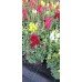 Кученце (Antirrhinum majus) в саксия - различни цветове – Разсад