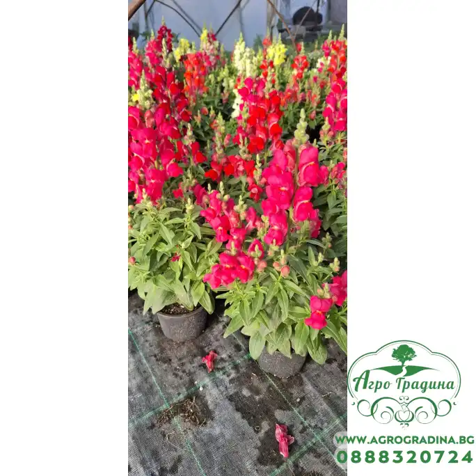 Кученце (Antirrhinum majus) в саксия - различни цветове Кученце (Antirrhinum majus) в саксия - различни цветове